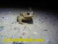 /home//u458753944/public_html/sourcegallery/////////////Roxborough Toad Detour/2013-2019/2013/2013-04-09/P1120061.JPG